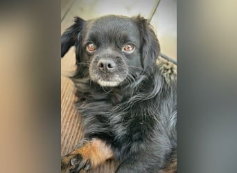 Muckel - kleiner,verschmuster Begleiter