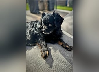 Muckel - kleiner,verschmuster Begleiter