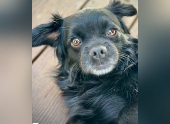 Muckel - kleiner,verschmuster Begleiter