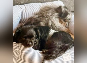 Muckel - kleiner,verschmuster Begleiter