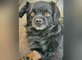 Muckel - kleiner,verschmuster Begleiter