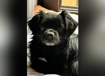 Muckel - kleiner,verschmuster Begleiter