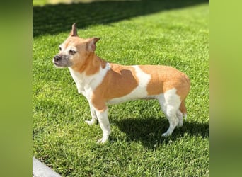 Bella - ist nähebedürftig