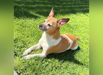 Bella - ist nähebedürftig