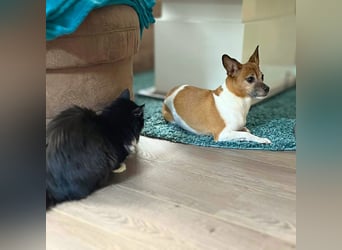 Bella - ist nähebedürftig