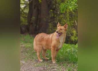 Wunderschöne Vesta sucht ihren platz