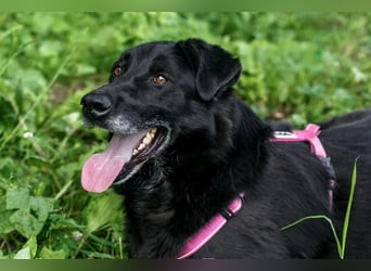 Schöne schwarze Lala sucht Traumzuhause