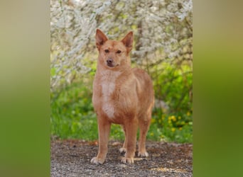 Wunderschöne Vesta sucht ihren platz