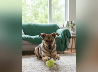 Mutiger Krosh sucht aktive Familie