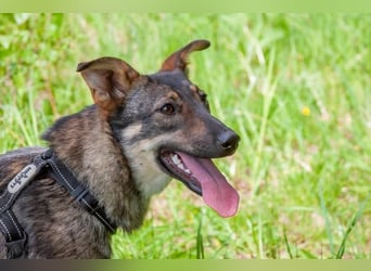 Liebevolle Olivka sucht ihren platz