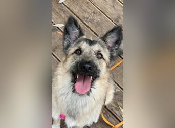 Bella sucht zuhause für immer