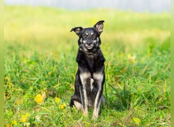 Casey sucht ruhige Familie