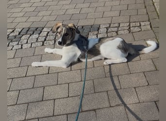 Wer will Harvi die Welt zeigen?! (ort Kassel)