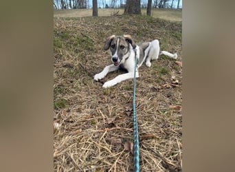 Wer will Harvi die Welt zeigen?! (ort Kassel)