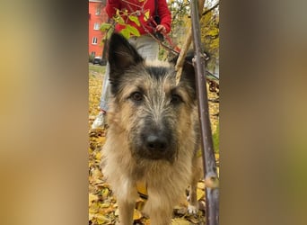 Bella sucht zuhause für immer