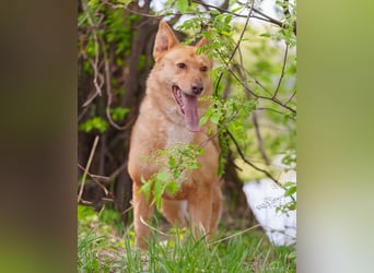 Wunderschöne Vesta sucht ihren platz