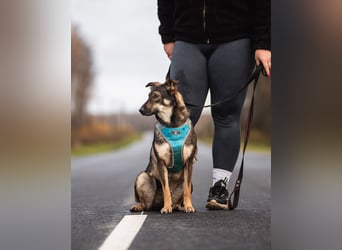 Liebevolle Olivka sucht ihren platz