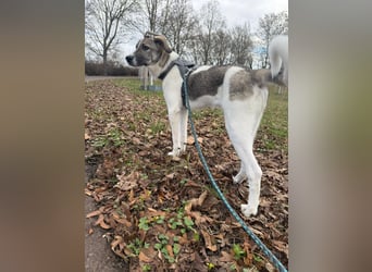 Wer will Harvi die Welt zeigen?! (ort Kassel)