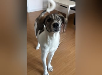 Wer will Harvi die Welt zeigen?! (ort Kassel)