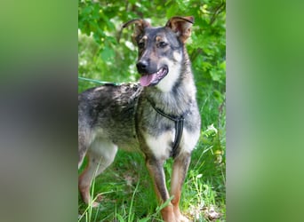 Liebevolle Olivka sucht ihren platz