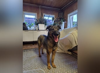 Ein Herz für Vasilisa geben Sie ihr eine Chance auf ein glückliches Leben!