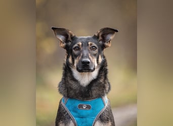 Liebevolle Olivka sucht ihren platz