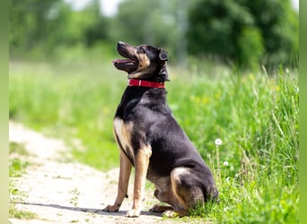 Sean sucht seine begleiter fürs leben