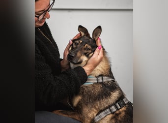 Liebevolle Olivka sucht ihren platz