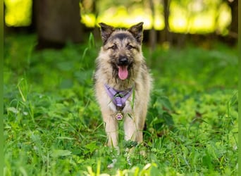 Bella sucht zuhause für immer