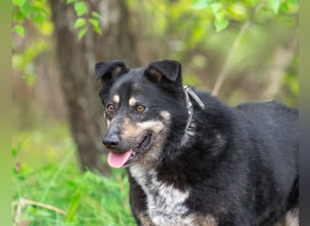 Sensible Mukha sucht verständnisvolle Menschen