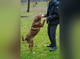 Hündin Archie sucht ein Zuhause