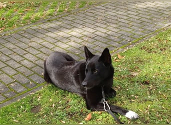Traumhund