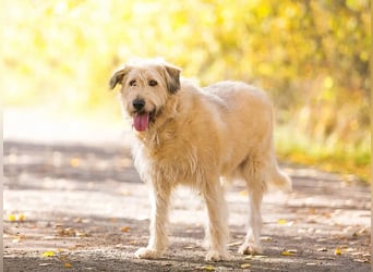 Willie sucht liebevolle menschen