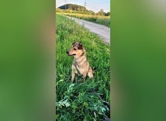 Jim sucht sein zu hause für immer