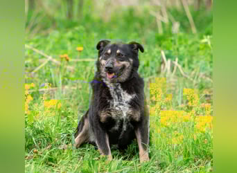 Sensible Mukha sucht verständnisvolle Menschen