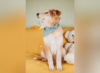 Flauschiger Donald sucht seine Familie