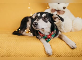 Süße Mia wartet auf ihre Menschen