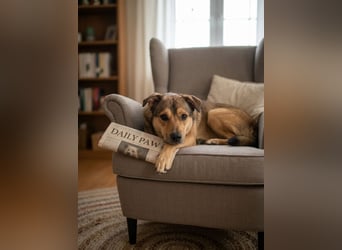 Jim sucht sein zu hause für immer