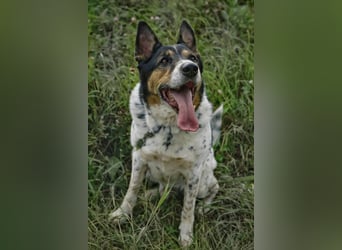 Liebevoller Miron sucht seine menschen