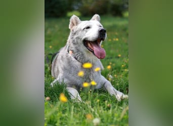 Wunderbare Hilda sucht Trauzuhause
