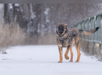 Vasilisa sucht ihr Traumzuhause!