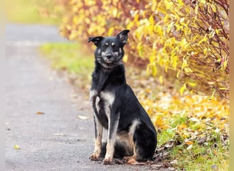 Casey sucht ruhige Familie