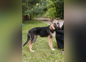 Junger Boss sucht sein Glück