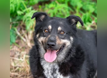 Sensible Mukha sucht verständnisvolle Menschen