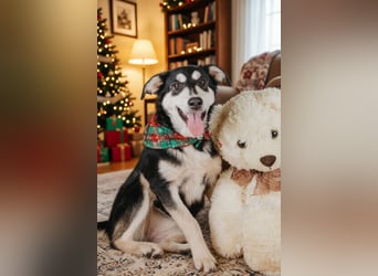 Süße Mia wartet auf ihre Menschen