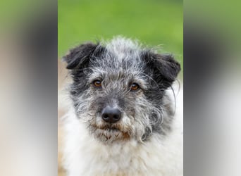 Kleiner Sid sucht endlich platz für immer...