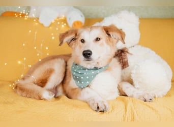 Flauschiger Donald sucht seine Familie