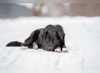 Der freundliche Jack sucht sein Körbchen
