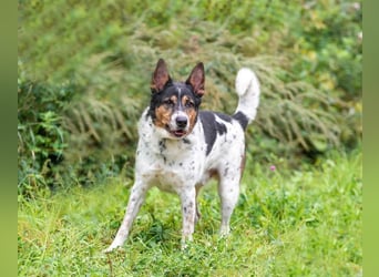 Liebevoller Miron sucht seine menschen