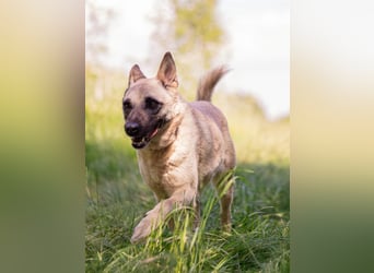 Sanfte Sofia sucht treue Familie